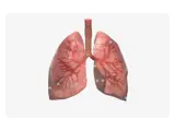 A 3D diagram of a pair of lungs