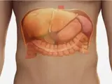 Liver ultrasound illustration