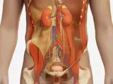 Retroperitoneum, Peritoneal Cavity illustration