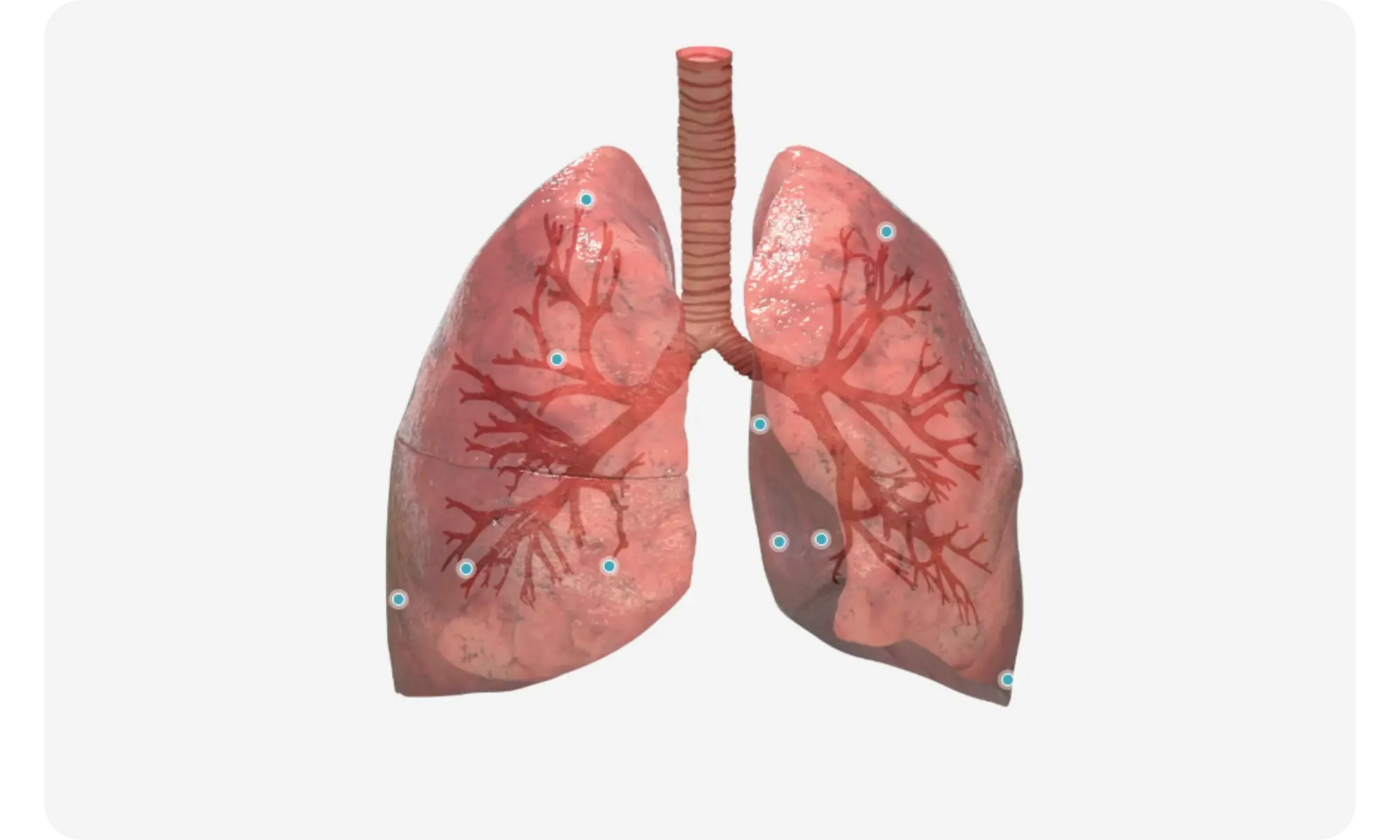 A 3D diagram of a pair of lungs