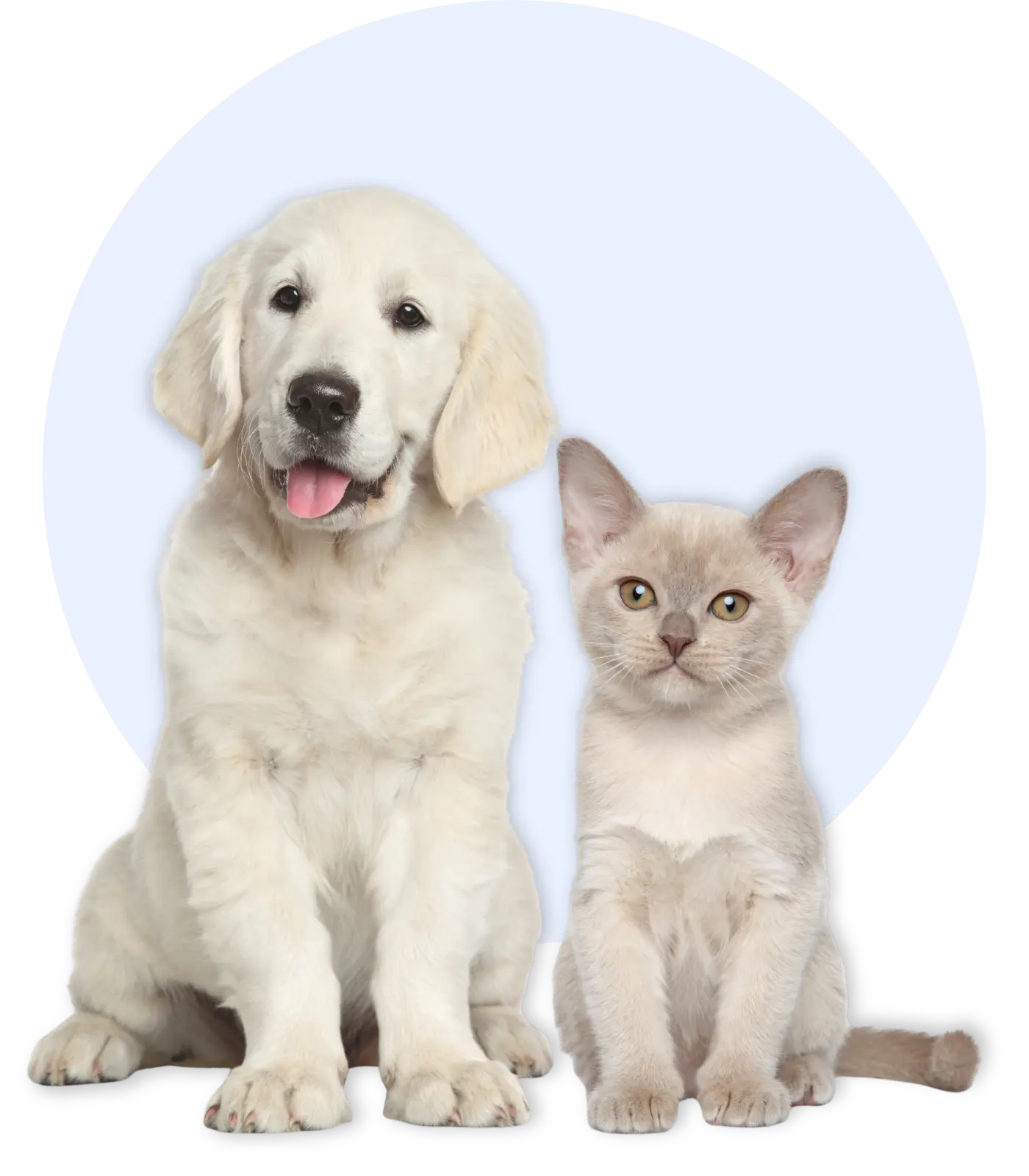 Puppy and kitten in front of a blue circle