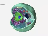 illustration of a normal cell 
