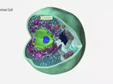 illustration of a normal cell