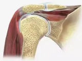 shoulder girdle