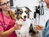 A spotted dog getting a check-up at the vet
