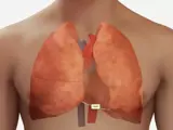 a Basic ECG View of a human
