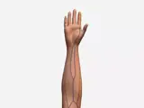 arm for arterial blood sampling