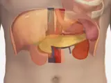 Spleen Ultrasound Assessment
